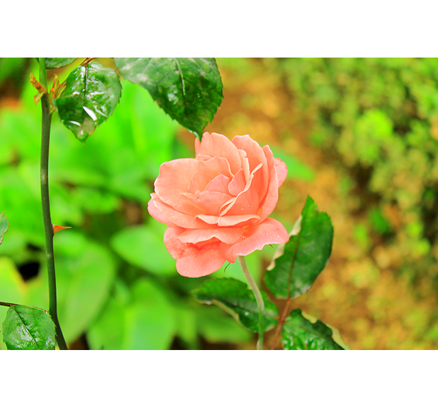 banner4